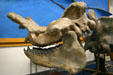 Split nose bones of Brontotherium related to horses & rhinoceros at BYU Earth Science Museum. Provo, UT.