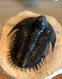 Trilobite from Utah at BYU Earth Science Museum. Provo, UT.