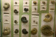 Collection of Mesozoic cephalopods at BYU Earth Science Museum. Provo, UT.