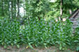 Tobacco plants at Henricus. VA.