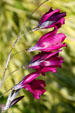 Flowers on Seattle Center grounds. Seattle, WA.