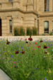 Prairie wildflowers at Wyoming State Capitol. Cheyenne, WY.