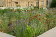 Prairie wildflower garden at Wyoming State Capitol. Cheyenne, WY.